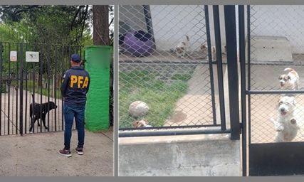 CABA Y GBA – La PFA desbarató una banda que contrabandeaba perros de raza